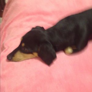 Meet your Posher, Dee